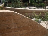 和泉のコスモス