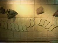 和泉のコスモス