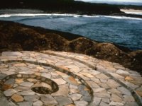 和泉のコスモス